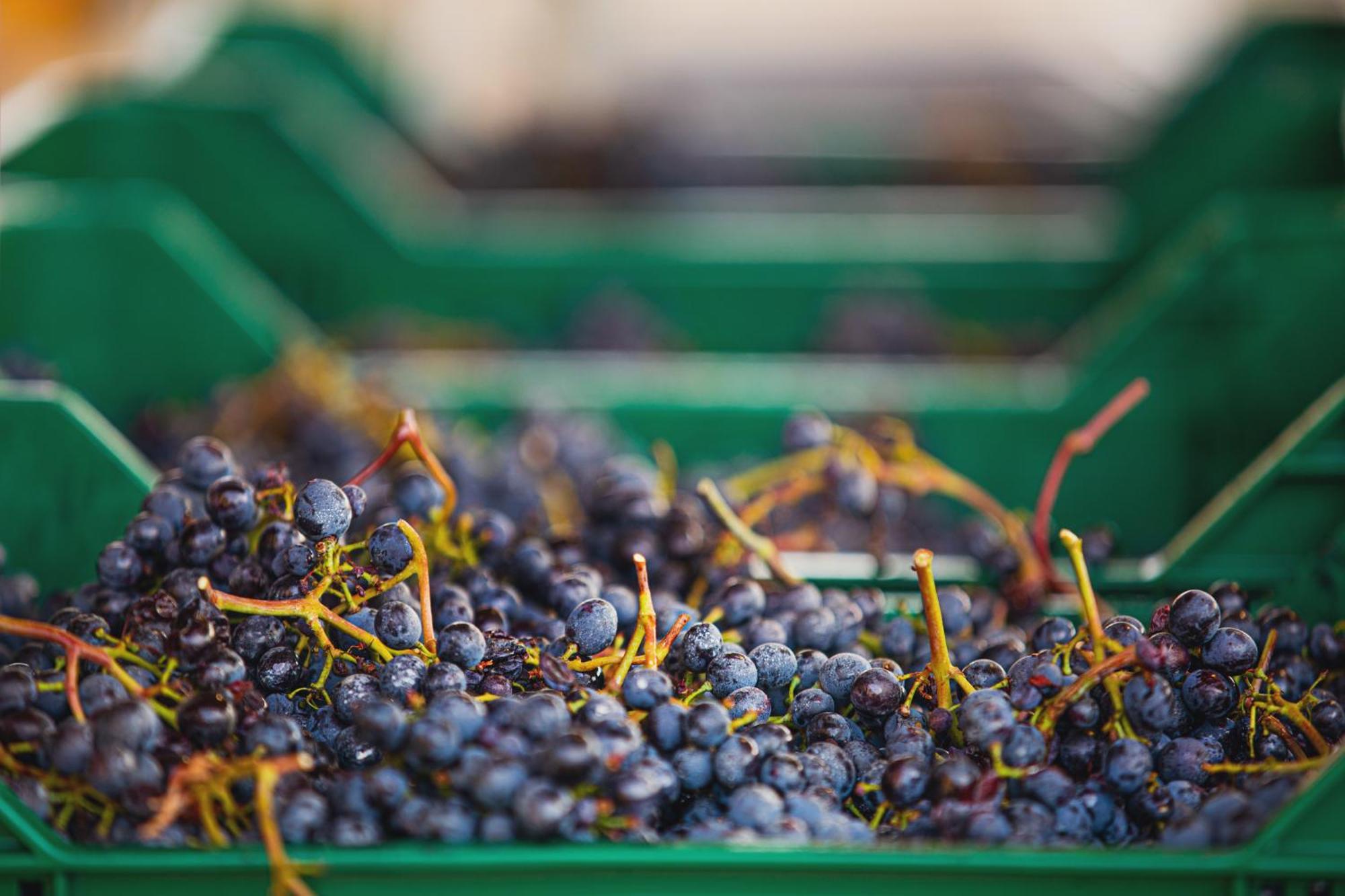 La Valletta Boutique Wine Estate Panzano in Chianti Екстер'єр фото