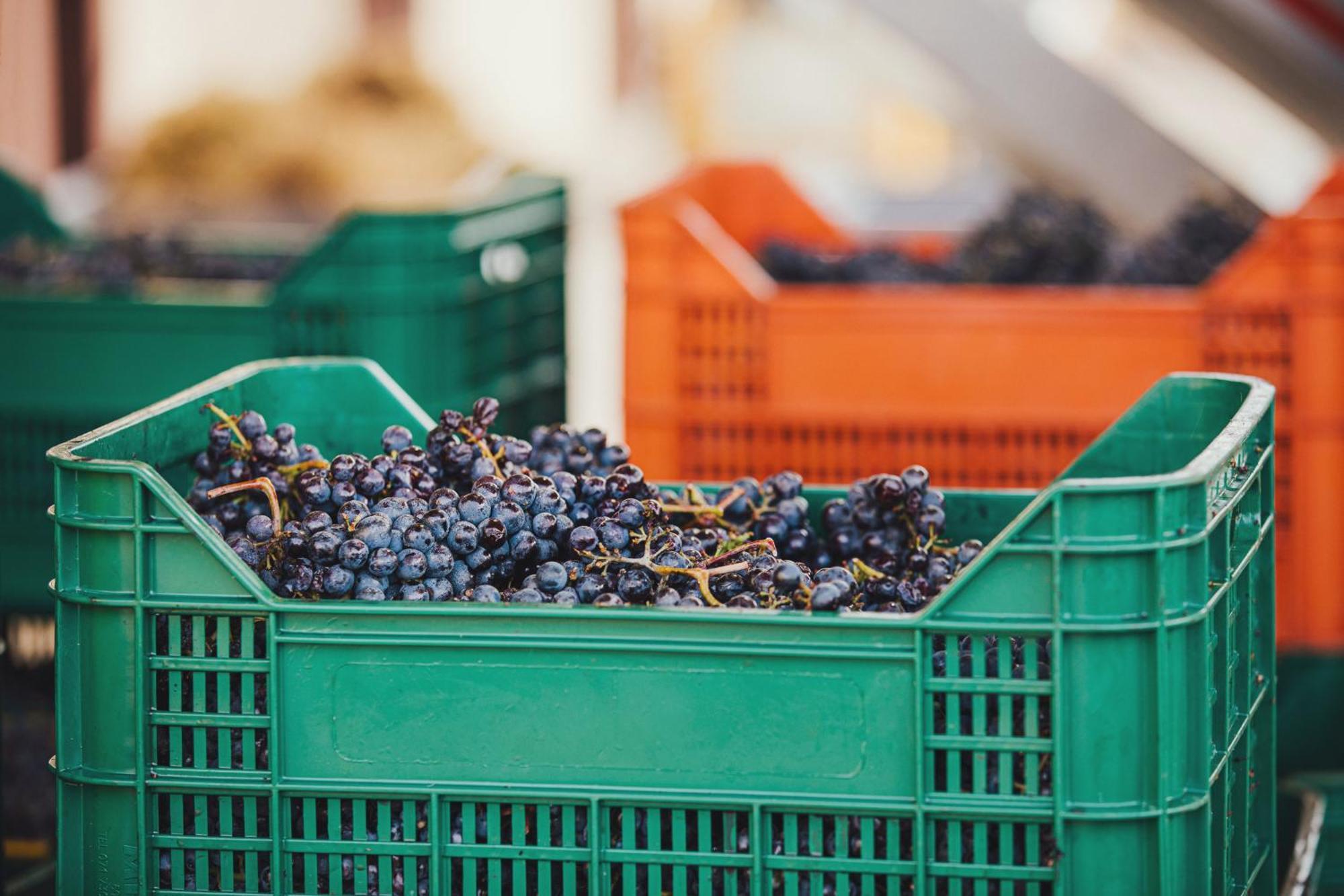 La Valletta Boutique Wine Estate Panzano in Chianti Екстер'єр фото